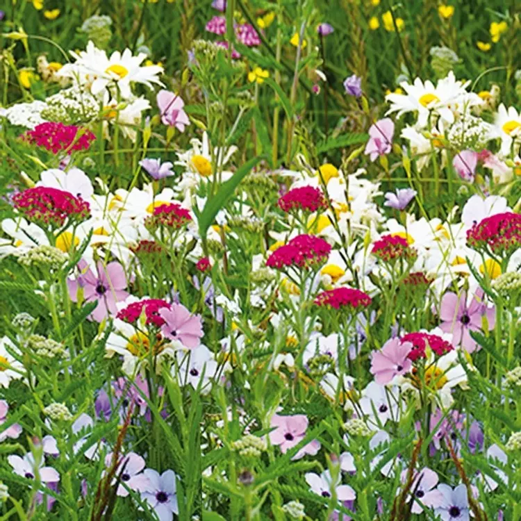 Pictorial Meadows Perennial Persian Carpet Mix | de Jager